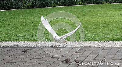 A White Bird Start Flying Stock Photo