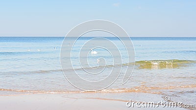 White birds on water of sea. Swan and seagulls on soft waves near shore of beach. Wide format. Beautiful panoramic seascape, Stock Photo