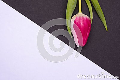 White and black background, beautiful unusual tulip with white and pink petals Stock Photo