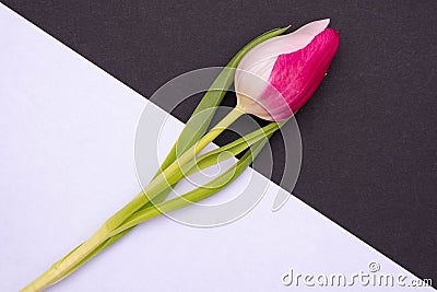 On a white and black background lies a beautiful unusual tulip with white and pink petals Stock Photo