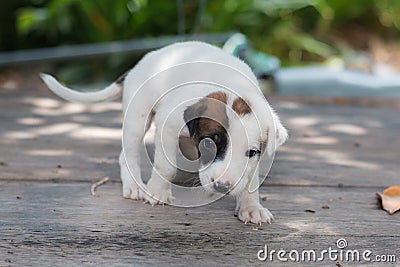 White Black Bown puppy Stock Photo