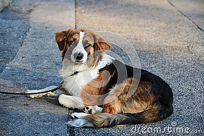 White black brown dog on lead with solemn face lying on street Stock Photo