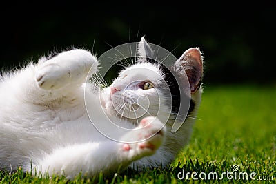 White And Black Cat Playing On Lawn Stock Photo