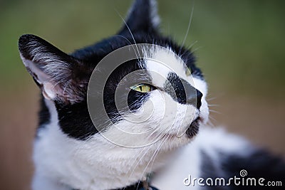 White And Black Cat Sniffing Air Stock Photo