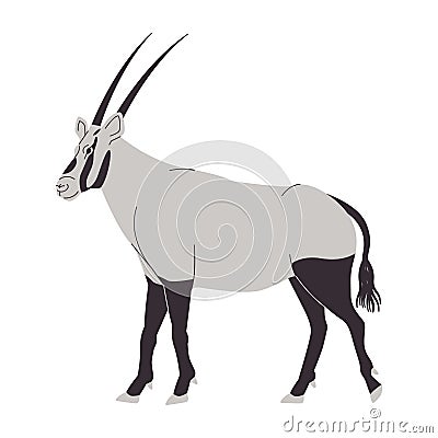 white and black color arabian oryx wild nature animal mammal herbivore have head long horn Vector Illustration