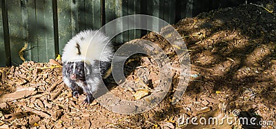 White and black common striped skunk standing and sniffing toward the camera a wild smelly animal from canada Stock Photo