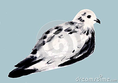 White and black dove isolated. Pigeon bird. Hand drawn watercolor illustration Cartoon Illustration