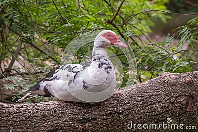 White and black duck with red head, The Muscovy duck, sits on the tree on the shore of the pond Stock Photo