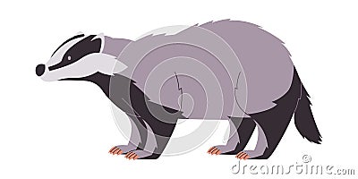 white black and gray color badger wild nature omnivore animal cute funny and furry creature Vector Illustration