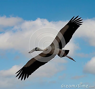 White and black herons are flying, white and blue clouds Stock Photo