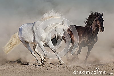 White and black horses Stock Photo