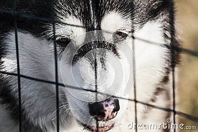 White black husky enclosure Stock Photo