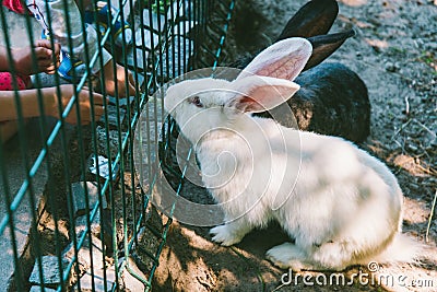 White and black rabbit in a cage Stock Photo
