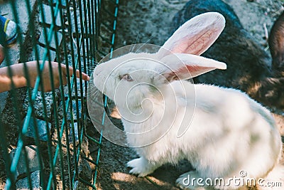 White and black rabbit in a cage Stock Photo