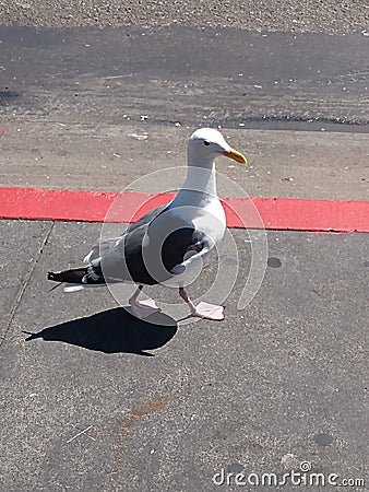 White and black seagull Stock Photo