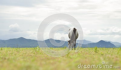 White-black spots horse eating grass on green field Stock Photo