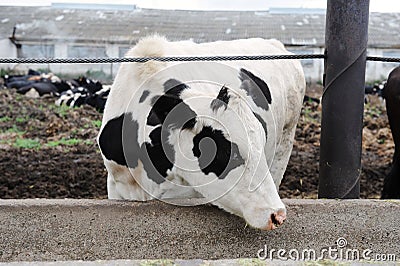 White with black spots milking cow eats feed on cow farm Stock Photo