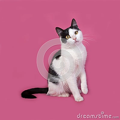 White and black spotted cat sitting on pink Stock Photo