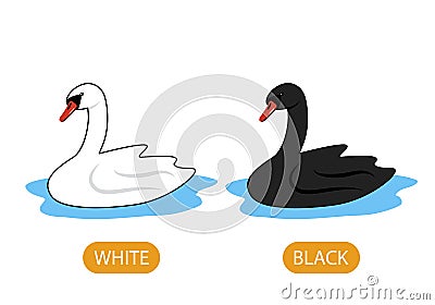 White and black swans. the concept of teaching children the opposite adjective and the colors White and Black Vector Illustration