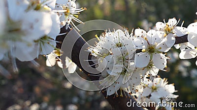 White Blackthorn Blossem Branch Stock Photo