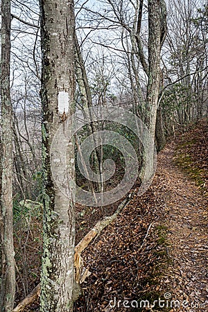White Blazes on the Appalachian Trail Stock Photo