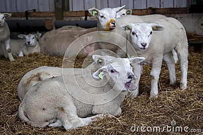 White bleating lamb, yeanling, amidst more lambs lying in the straw in a stable Stock Photo