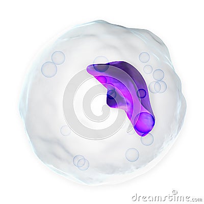 White Blood Cell - Basophil Stock Photo