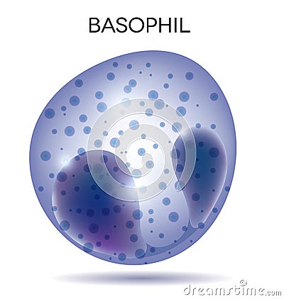 White blood cell Basophil Vector Illustration