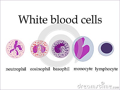 White blood cells Vector Illustration