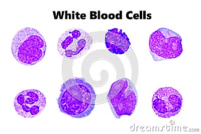 White blood cells Stock Photo