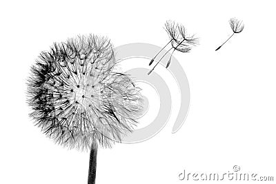 White bloom head Dandelion flower with flying seeds in wind isolated on black background Stock Photo