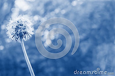 White bloom head Dandelion flower with flying seedstoning in classic blue color. Trendy creative design in color of 2020 Stock Photo