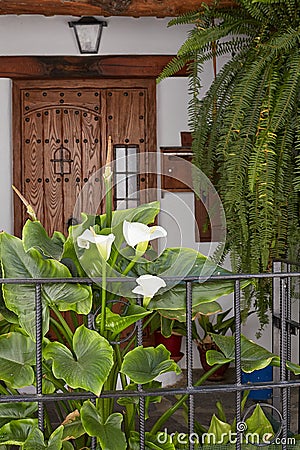 White blooming calla flowers in front of a wooden antique door of a house in Spain Stock Photo