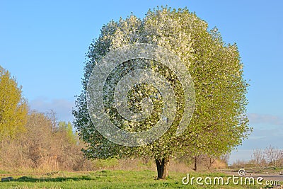 White blooming cherry tree Stock Photo