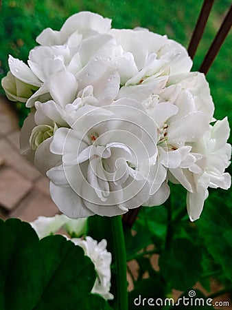 A white blooming flower Stock Photo
