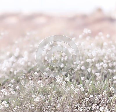 White blooming flowers Stock Photo