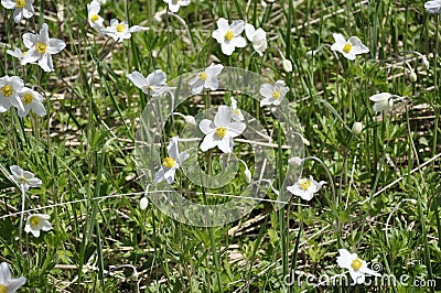 White blooming flowers in the field Stock Photo