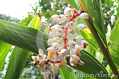 White flowers healthy ginger plants, alternative medicine Stock Photo