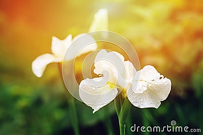 white blooming irises close up in summer garden. Floral composition with empty space Stock Photo