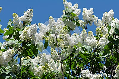 White blooming lilac Stock Photo