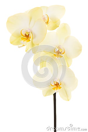 White blooming orchid flowers Stock Photo