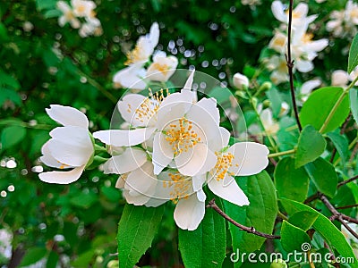 White blooming Philadelphus coronarius flowers Stock Photo