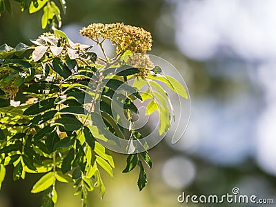 White blooming rowan tree in the garden on sunny spring day close up. Light and shadow playing. White flowers. Beauty in nature. Stock Photo