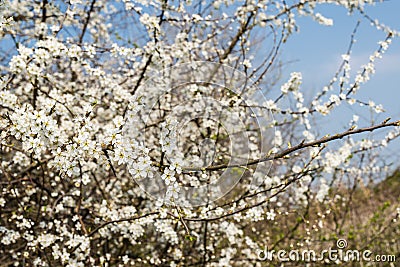 White blooming sarvis from close Stock Photo