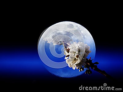 White blooming tree branch against the Earth on black and bright navy blue sky.Environment concept. Stock Photo