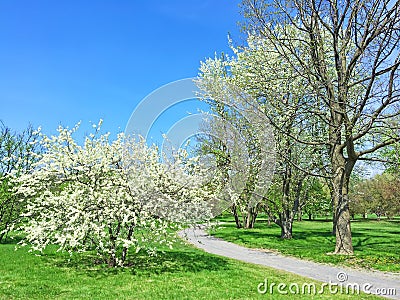 White blooming trees in spring park Stock Photo