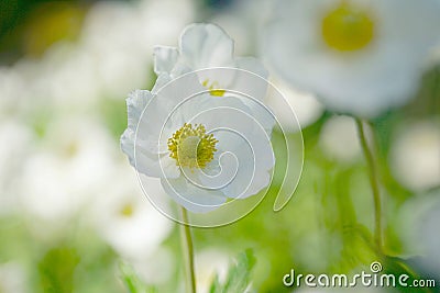 White blooms of snowdrop anemone Stock Photo