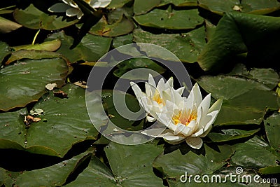 The white blooms of a Water Lily Stock Photo