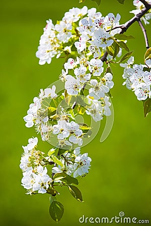 White blossom Stock Photo