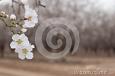 White blossom Almond tree flowers focus and Almond grove blurred background Stock Photo